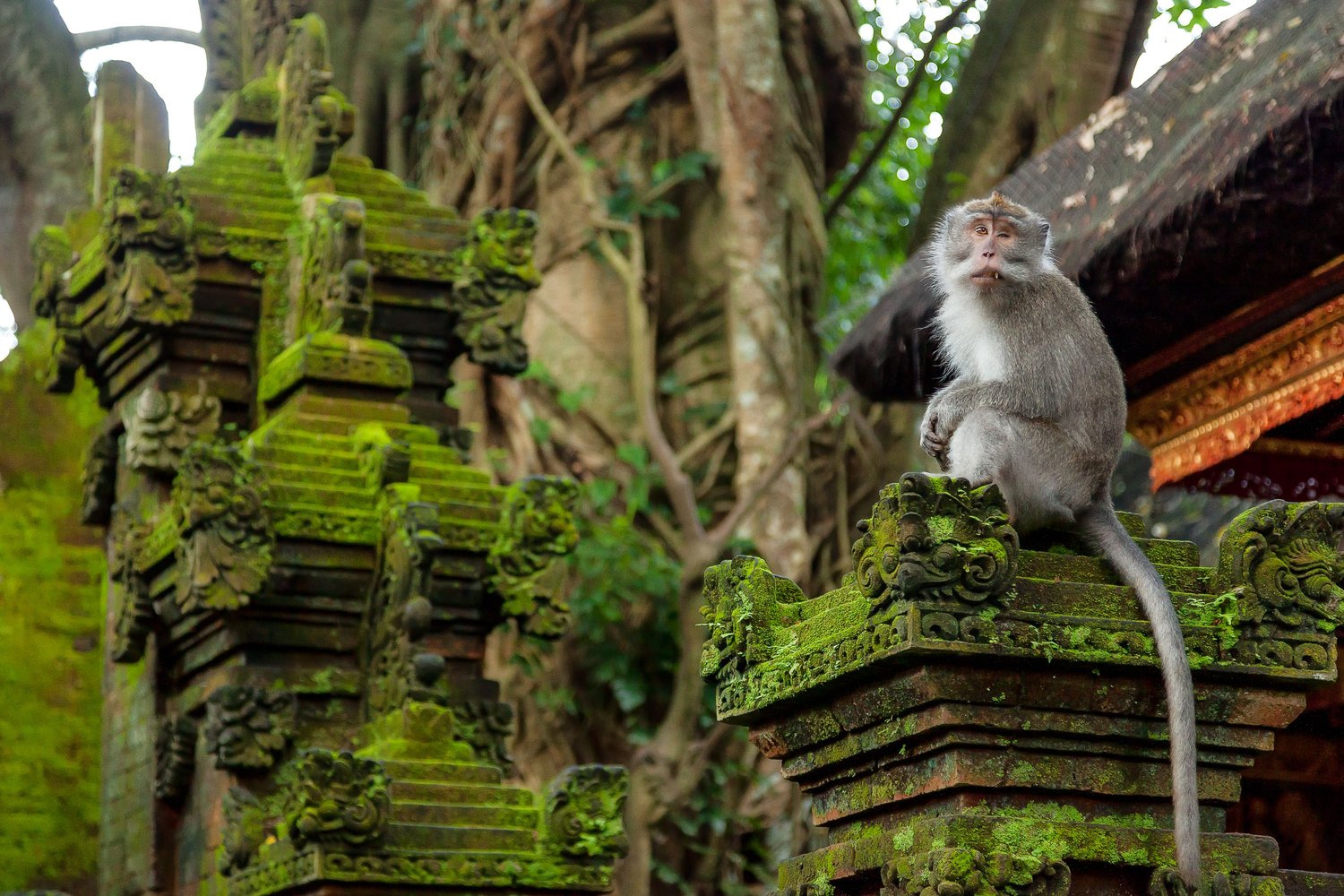Bali - Image 4