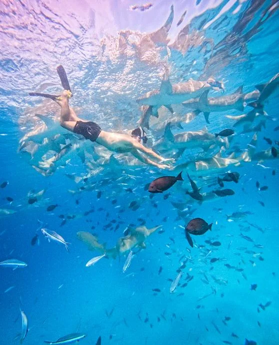 Maldivi - Image 4